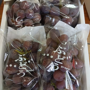 【秋の実り・糖度17度〜19度】一級品ピオーネ 2kg箱