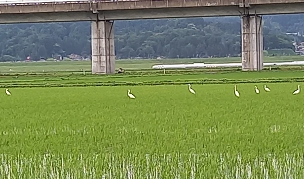 低農薬栽培米ひとめぼれ5㎏