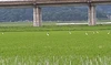 【定期予約】米・食味鑑定士のつくる低農薬栽培米ひとめぼれ５㎏