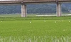 低農薬栽培米ひとめぼれ5㎏