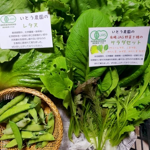 春レタスセットおまけ付✨JAS有機野菜を信州諏訪湖から
