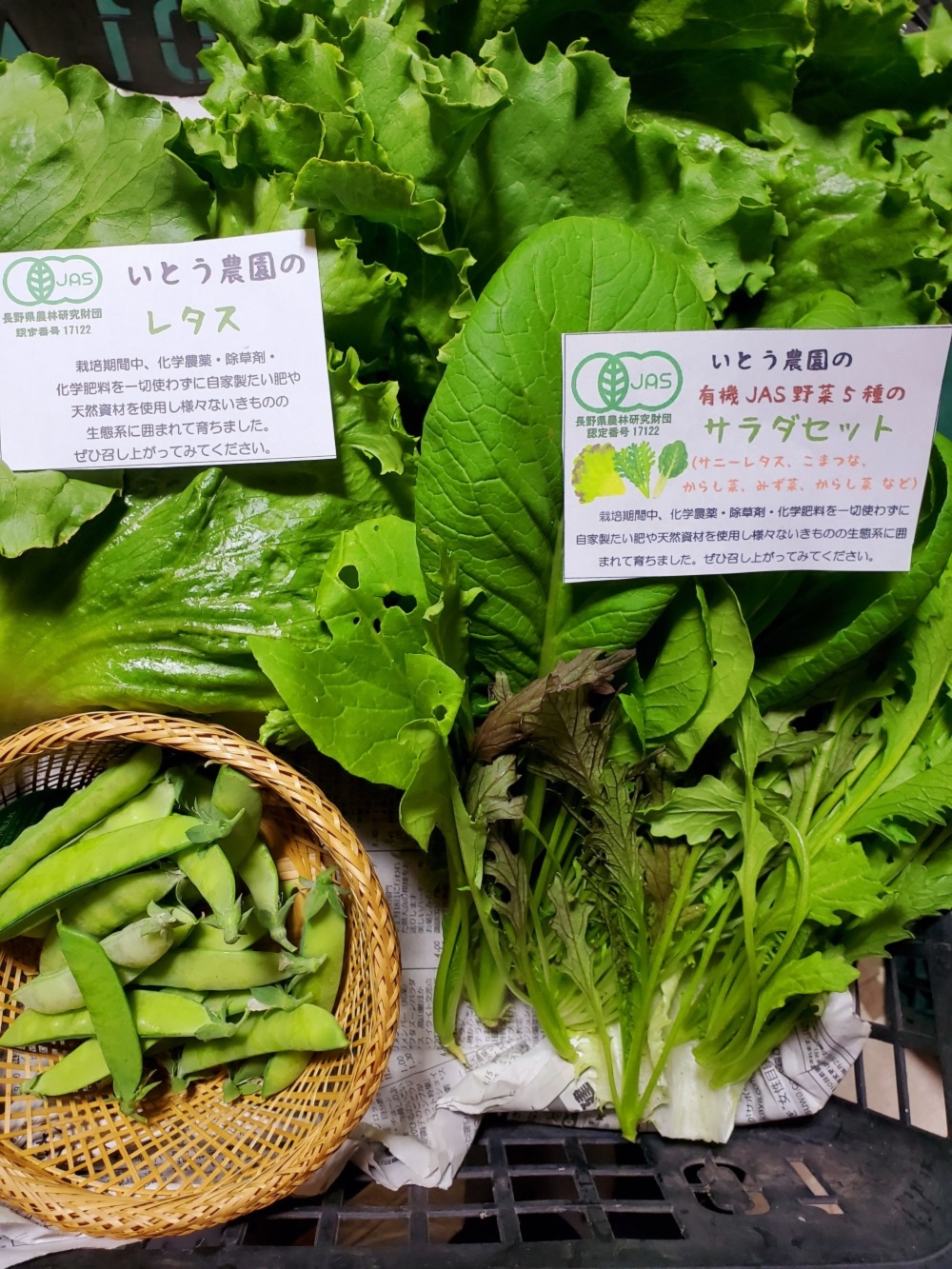 春レタスセットおまけ付 Jas有機野菜を信州諏訪湖から 農家漁師から産地直送の通販 ポケットマルシェ