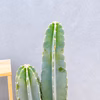 【在庫販売】　サボテン　柱サボテン　3本植え　観葉植物　多肉植物　ドライガーデン