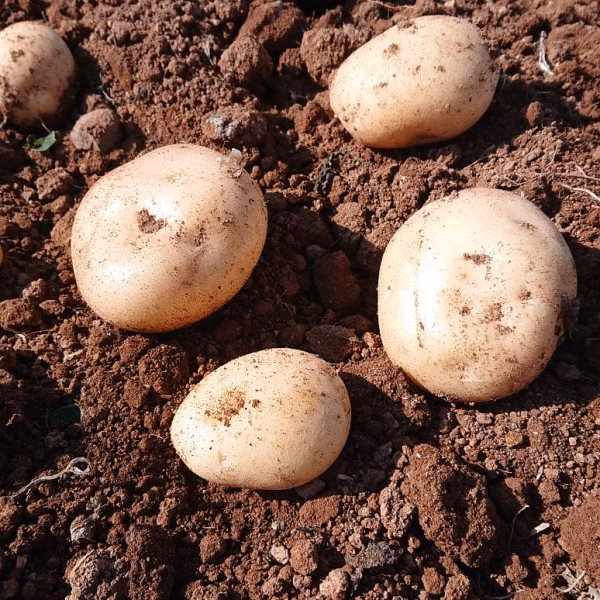 掘りたて新じゃがを、ご家庭に届けます‼️ 5kg