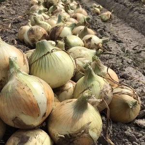 島の恵みをお届けします　淡路島のたまねぎ