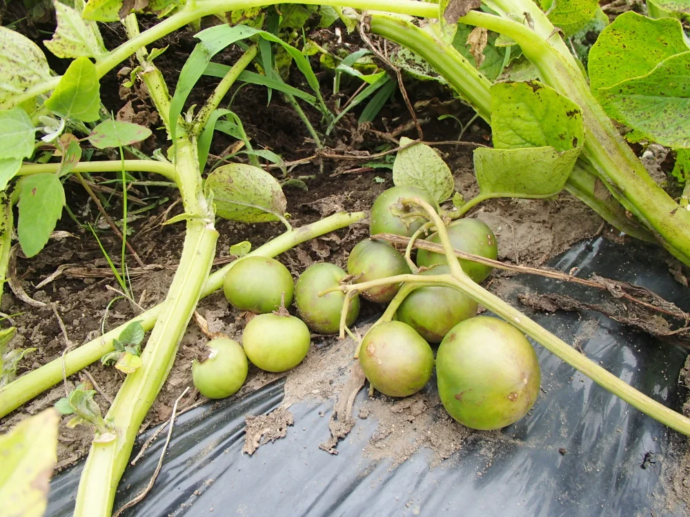 新ジャガイモ　新鮮　美味しい　無農薬　キタアカリ＆アンデスレッド　2ｋｇ　お徳用