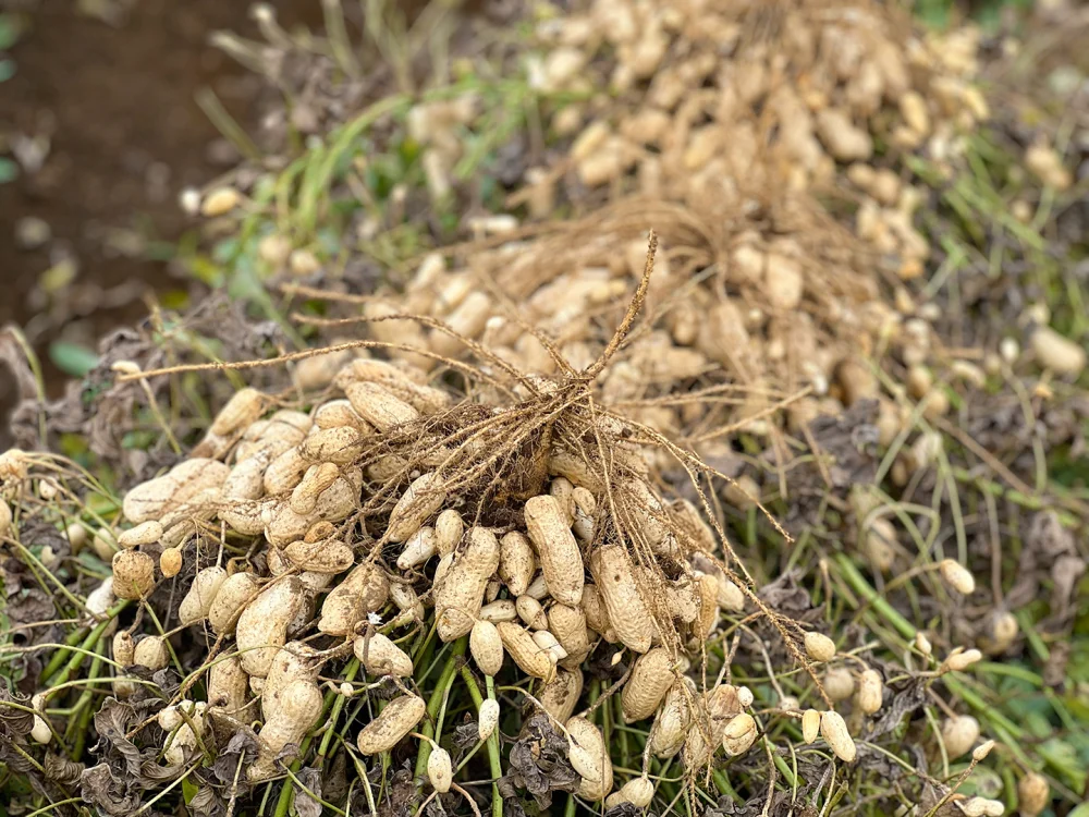 令和５年初出荷】低農薬で安心の”茹でらっか”専用落花生「おおまさり