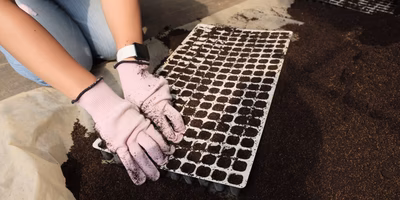 「労働させてください…！」茨城県川上農園ではじめての農作業してきたよ