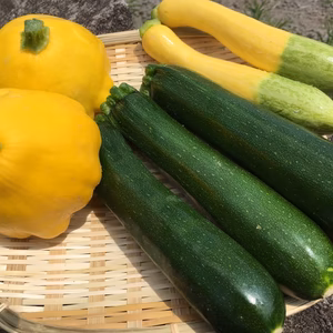 パクパクズッキーニの食べ比べセット（お試し価格）