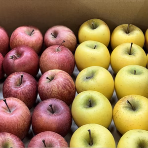 毎日りんご!サンふじ&シナノゴールド【極小玉バラ詰め】家庭用約5Kg　抜群コスパ