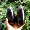 【自然栽培】固定種なすセット 真黒茄子＋新長崎長茄子★農薬・肥料不使用