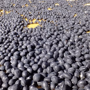 北アルプス山麓ブランド 玉大黒 自然栽培 黒大豆（黒豆）500g