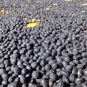 北アルプス山麓ブランド 玉大黒  自然栽培 黒大豆（黒豆）500g