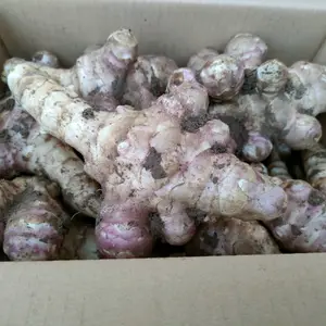 紫菊芋5.0kg(農薬化学肥料不使用)