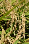 一等米・特別栽培米コシヒカリ【精米20kg】令和５年産・有機低農薬80％削減