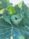 自然栽培アスリート野菜セット(8品)【農薬・肥料不使用】【クール便】