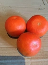 　濃厚な果汁が溢れ出す初夏の柑橘セミノール　中サイズ