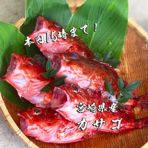 【SELE】送料無料！料理の幅が広がる白身魚「カサゴ」（1kg)