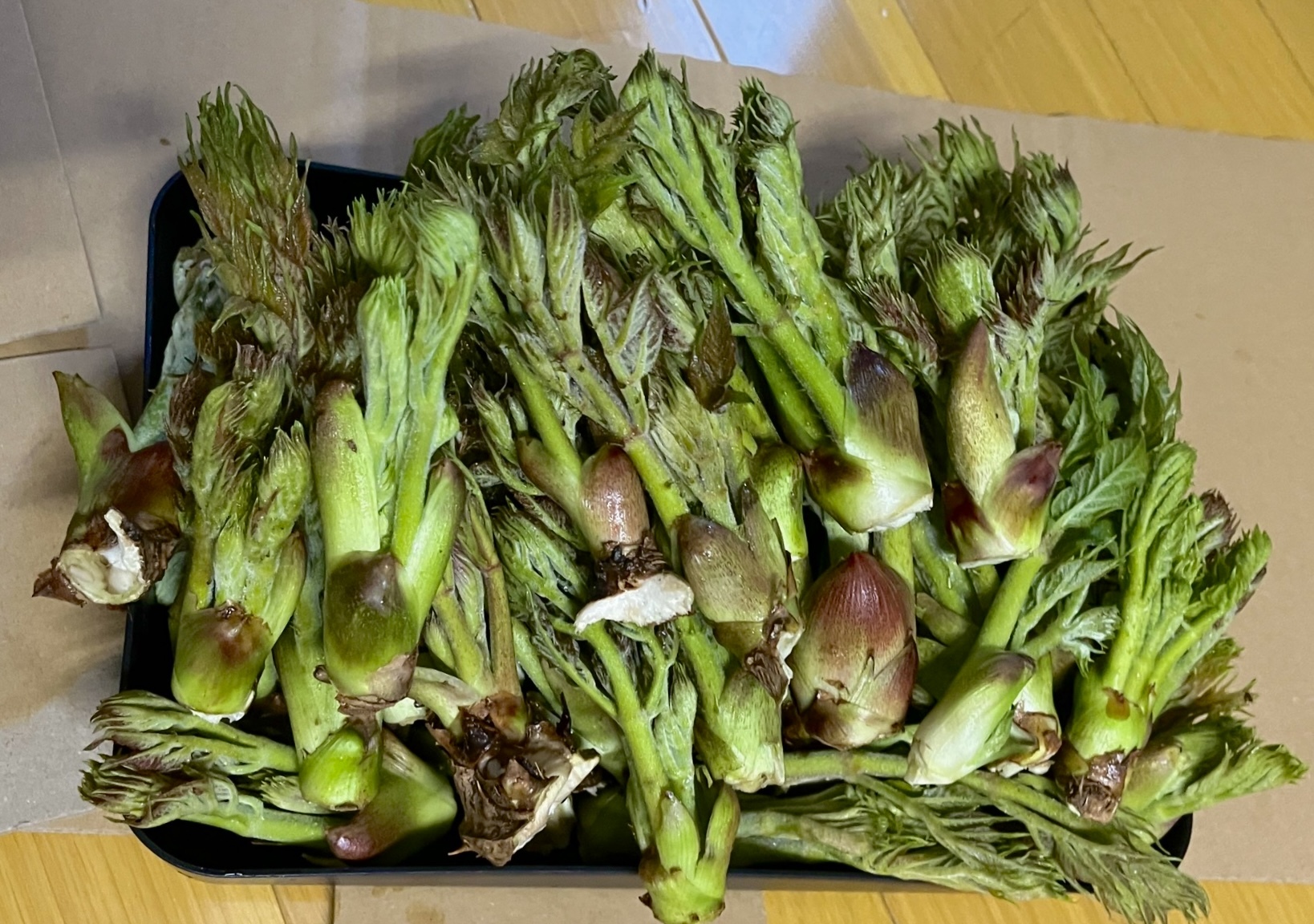 季節限定!【採れたて天然タラの芽】|タラの芽の商品詳細 季節限定!【採れたて天然タラの芽】|タラの芽の商品詳細