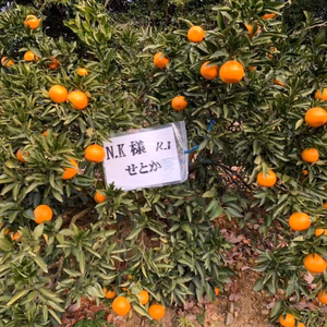 みかんの木（中晩柑）オーナー権（来年度1月より販売開始）