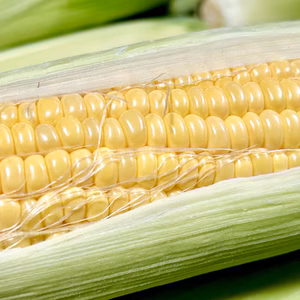【最終便】信州産｜秋の生糖もろこし｜瑞々しく甘いフルーツコーン