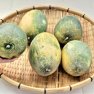 農薬不使用（無農薬）栽培　数量限定！自然交配メロン