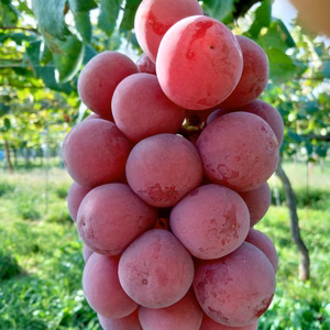 信州産クイーンニーナ