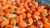 夏季限定！『冷凍・市田柿』自家用１ｋｇ　真空パックで鮮度を密封！