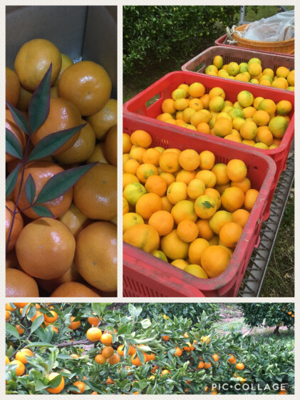 可愛いみかん2sサイズ 3kg 農家漁師から産地直送の通販 ポケットマルシェ