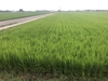特別栽培 萌白米 令和4年産
