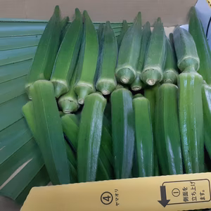 温暖な石垣で栽培できるおくら