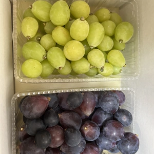 ヨシヒコの葡萄(家庭用ピオーネ＆シャインの粒々2パックver)/1k以上