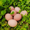 平飼い有精卵 おぼろ月 埼玉県加須市 遠藤農園 後藤もみじ卵 