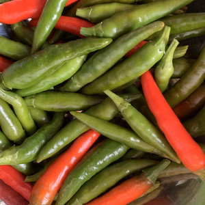 淡路島からの生の鷹の爪❗️ 国産