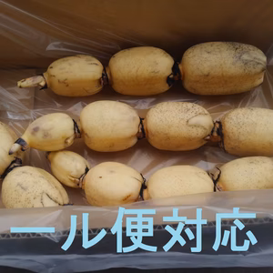 《COOL》インパクト大『れんこん4kg』普段見られない荷姿で！