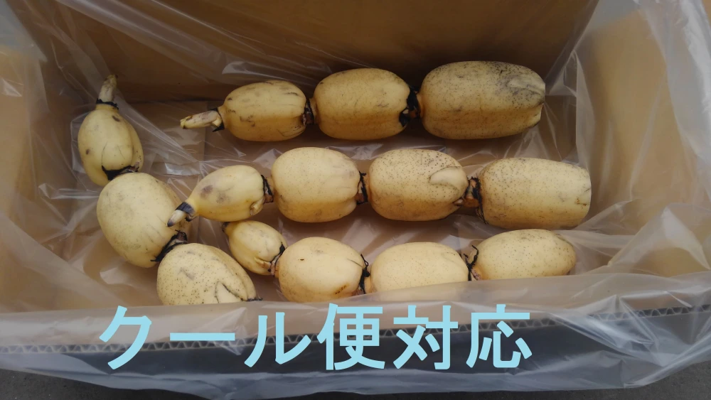 《COOL》インパクト大『れんこん4kg』普段見られない荷姿で！