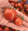 美味しいよ　青森県産　超薄皮トマト　ぷにょぷにょ