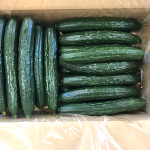 信州諏訪産　少し太めのキュウリ　2箱