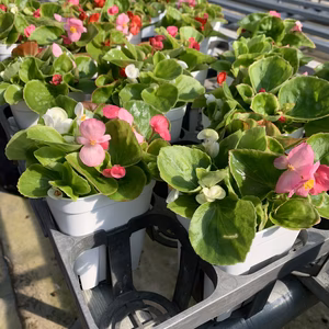 【クリスマスに！】寒い時期に咲くベゴニアの寄せ植え