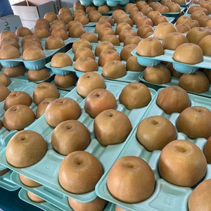 幸水梨　和梨の王道