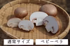 【数量限定】八幡平マッシュルーム・ベビーベラ ブラウン