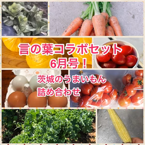 【茨城の魅力を詰め込み】言の葉詰め合わせセット！6月号！