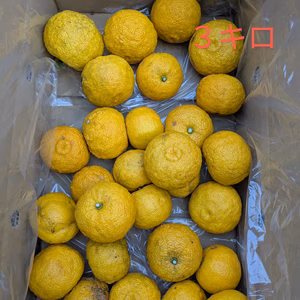 岡山県産　柚子　　農薬：栽培期間中不使用