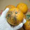 【農薬不使用】無農薬甘夏みかん1.8kg送料全国520円