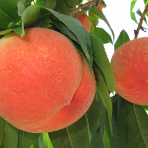 糖度抜群！桃源福島の『あかつき』【７月中旬発送】