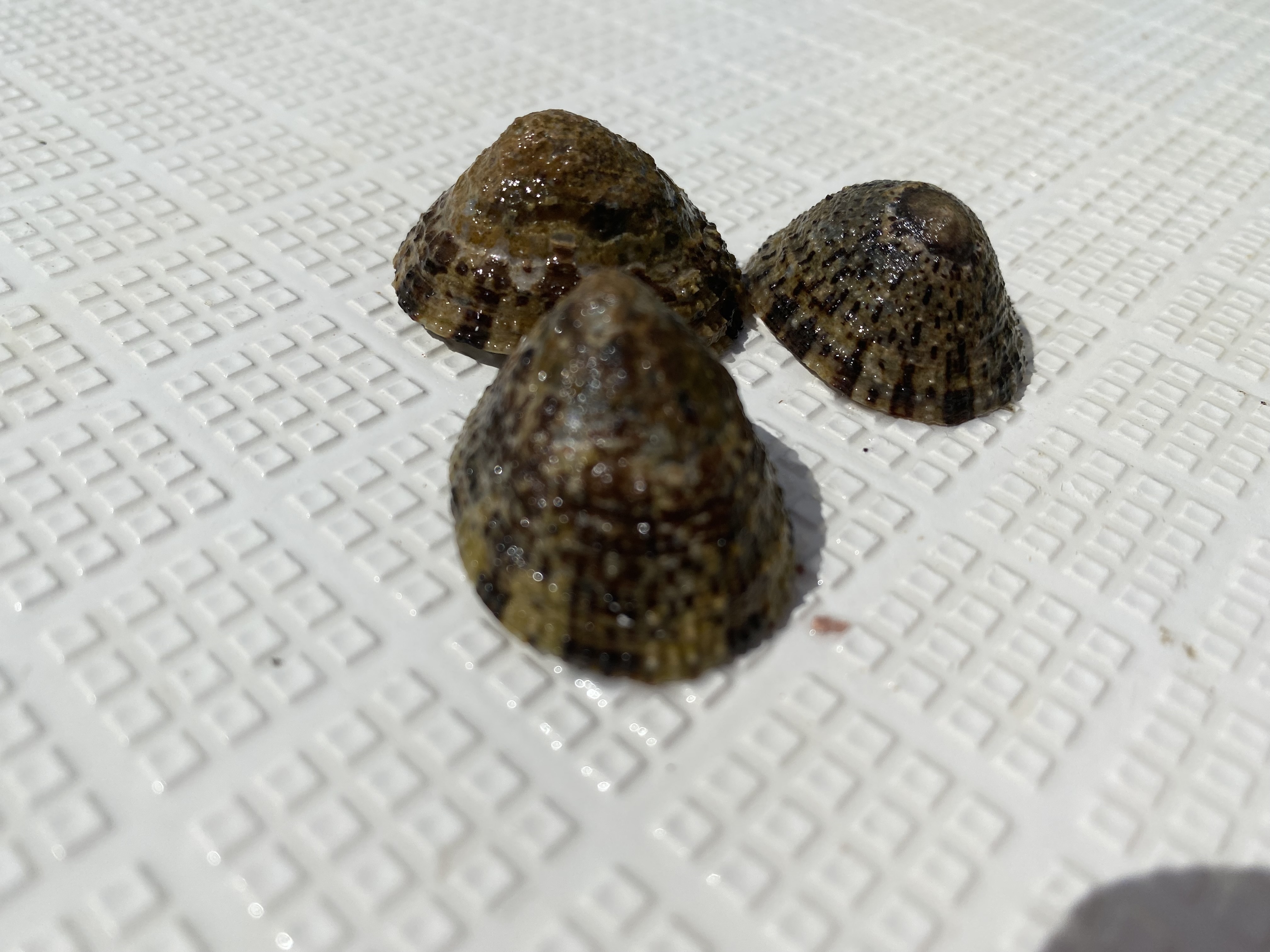 【送料無料】冷凍マツバ貝200個　石鯛　黒鯛　釣り餌　カサガイ　ジンガサ 冷凍マツバ貝200個 石鯛 黒鯛 釣り餌 カサガイ ジンガサ - メルカリ