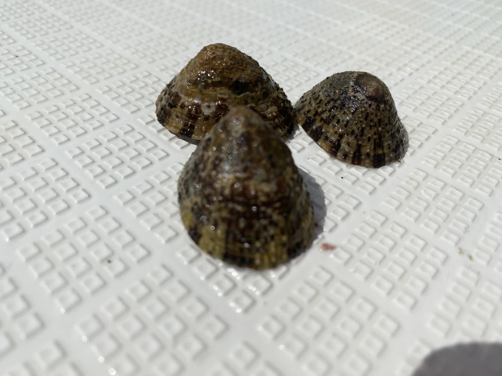 カサガイ　ジンガサ　マツバガイ