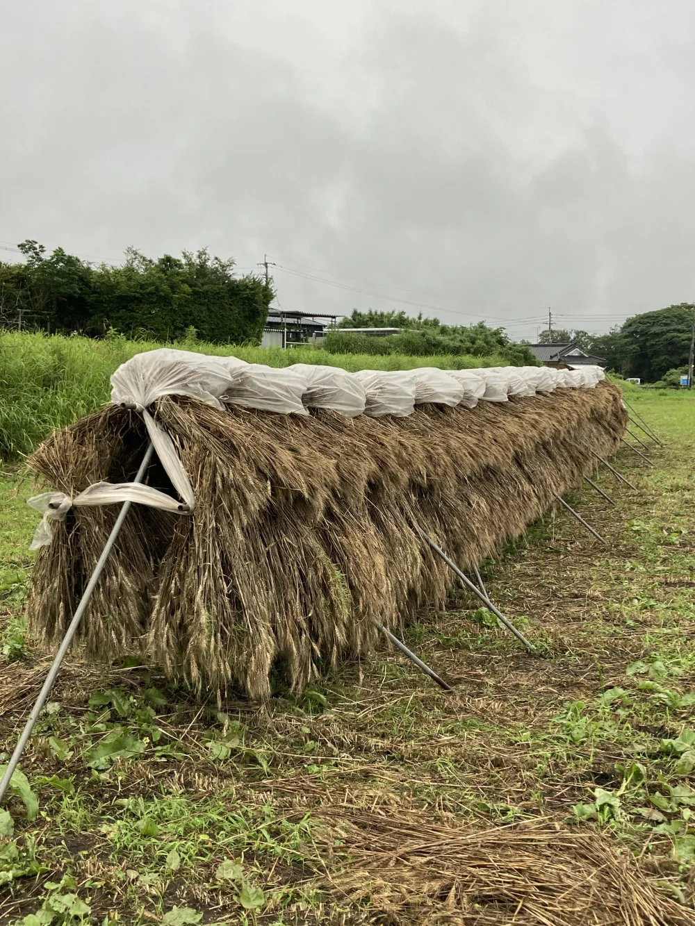 強力全粒粉  1800g  桜島の恵み 無農薬 無肥料 除草剤不使用