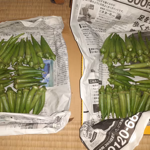 台風、悪天候にもまけず育てたオクラ