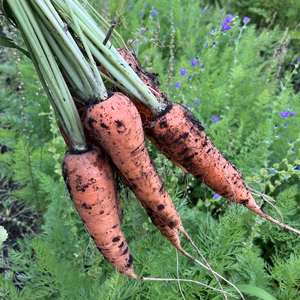 朝採りニンジン　無農薬野菜 熊本県産  自然栽培 